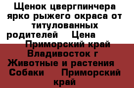 Щенок цвергпинчера ярко рыжего окраса от титулованных родителей  › Цена ­ 25 000 - Приморский край, Владивосток г. Животные и растения » Собаки   . Приморский край